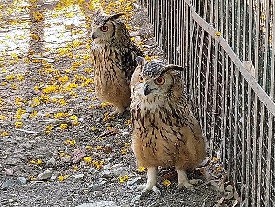 Indore Zoo